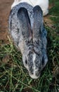 Adorable rabbit eat grass