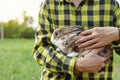 Adorable rabbit in farmer hands