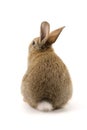 Adorable rabbit isolated on white