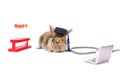 Adorable rabbit wear a graduation cap and eyeglasses, experimental tube, stethoscope and laptop all isolated on white background