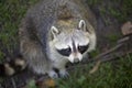 Adorable Raccoon Looking Up