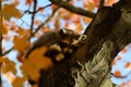 Adorable raccoon lying on the branch trying to take a nap