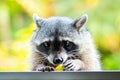 Adorable raccoon portrait close up furry pet Royalty Free Stock Photo