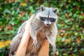 Adorable raccoon portrait close up furry pet Royalty Free Stock Photo