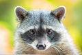 Adorable raccoon portrait close up furry pet Royalty Free Stock Photo