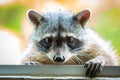 Adorable raccoon portrait close up furry pet Royalty Free Stock Photo