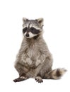 Adorable raccoon Royalty Free Stock Photo