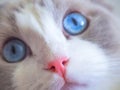 Adorable Ragdoll cat with big blue eyes. Royalty Free Stock Photo