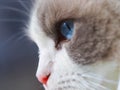 Adorable Ragdoll Cat Blue Eyes.