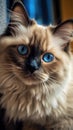 Adorable Ragdoll Cat with Blue Eyes in Dark Beige and Sky-Blue Style Perfect for Pet Lovers .