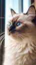 Adorable Ragdoll Cat with Blue Eyes in Dark Beige and Sky-Blue Style Perfect for Pet Lovers .