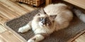 An adorable ragdoll cat on door mat Royalty Free Stock Photo