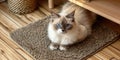 An adorable ragdoll cat on door mat Royalty Free Stock Photo
