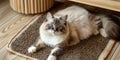 An adorable ragdoll cat on door mat Royalty Free Stock Photo