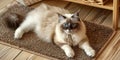 An adorable ragdoll cat on door mat Royalty Free Stock Photo