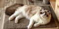 An adorable ragdoll cat on door mat Royalty Free Stock Photo