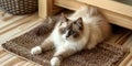 An adorable ragdoll cat on door mat Royalty Free Stock Photo