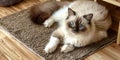 An adorable ragdoll cat on door mat Royalty Free Stock Photo
