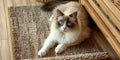 An adorable ragdoll cat on door mat Royalty Free Stock Photo
