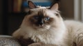 A Ragdoll cat resting on a pillow with droopy eyes created with Generative AI