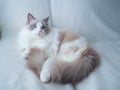 Adorable Ragdoll cat with fluffy grey tail. Royalty Free Stock Photo