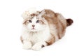 Adorable Ragdoll Cat Wearing a Sailor's Cap Royalty Free Stock Photo