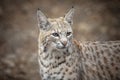 Bobcat at Lakota Wolf Preserve