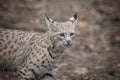 Bobcat at Lakota Wolf Preserve