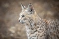 Bobcat at Lakota Wolf Preserve