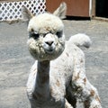 Adorable Recently Sheered Alpaca