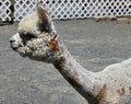 Adorable Recently Sheered Alpaca