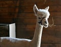 Adorable Recently Sheered Alpaca