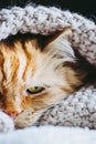 Adorable red angora cat sleeping on a wool sweater