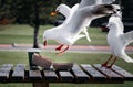 Adorable Red-billed gull approaching and taking food from the paper box on the bench Royalty Free Stock Photo