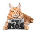 Adorable red cat isolated with camera on light Royalty Free Stock Photo