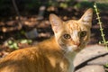 Adorable red cat looking at camera outdoor. Cute pet concept. Cat portrait closeup. Royalty Free Stock Photo