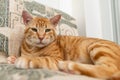 Adorable red cat looks at us closely while resting at home. Portrait shot of ginger tabby cat face with serious look of green eyes Royalty Free Stock Photo