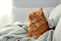 Adorable red cat under plaid on sofa at . Cozy winter Royalty Free Stock Photo