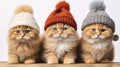 Adorable red cats in stylish winter hats frolicking happily in the snowy season