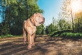 Cute Shar Pei dog standing on rural road Royalty Free Stock Photo