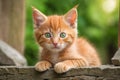 Adorable red kitten cat with green eyes playing in garden Royalty Free Stock Photo