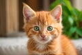 Adorable red kitten cat with green eyes playing in garden Royalty Free Stock Photo