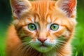 Adorable red kitten cat with green eyes playing in garden Royalty Free Stock Photo