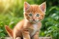 Adorable red kitten cat with green eyes playing in garden Royalty Free Stock Photo