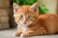 Adorable red kitten cat with green eyes playing in garden Royalty Free Stock Photo