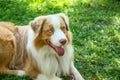 Adorable red merle blue eyes aussie Australian shepherd puppy dog lying in grass outside.