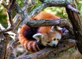 Red Panda (Ailurus fulgens) in the Himalayan Forests Royalty Free Stock Photo