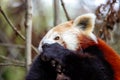 Red Panda (Ailurus fulgens) in the Himalayan Forests Royalty Free Stock Photo