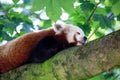 Red Panda (Ailurus fulgens) in the Himalayan Forests Royalty Free Stock Photo