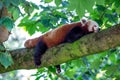 Red Panda (Ailurus fulgens) in the Himalayan Forests Royalty Free Stock Photo